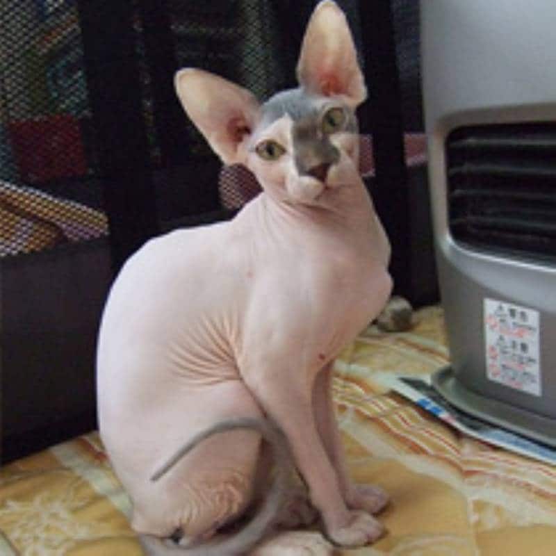スフィンクス～猫の種類・猫図鑑 アイリスプラザ_メディア