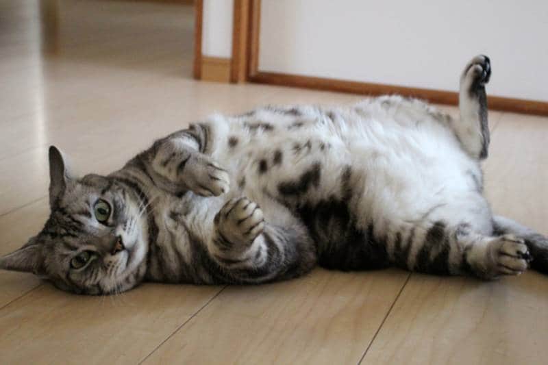 ブログ『にこにこ小次郎通信☆ニッカポッカをはいた猫』の小次郎くんに