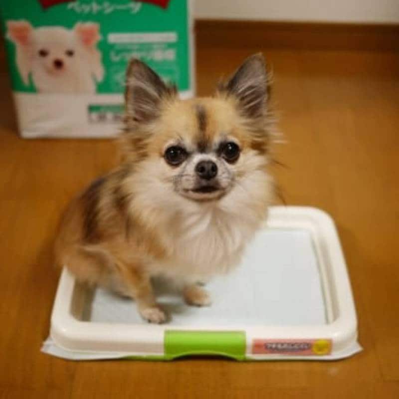 チワワ用トイレモニター | アイリスプラザ_メディア