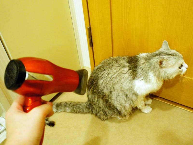 理想の猫の抜け毛取りとは アイリスプラザ メディア