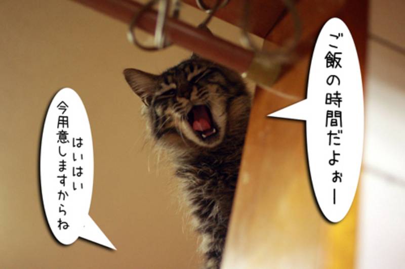 師匠と弟子 ちゃとらとはちわれマンガ日記 アイリスプラザ メディア