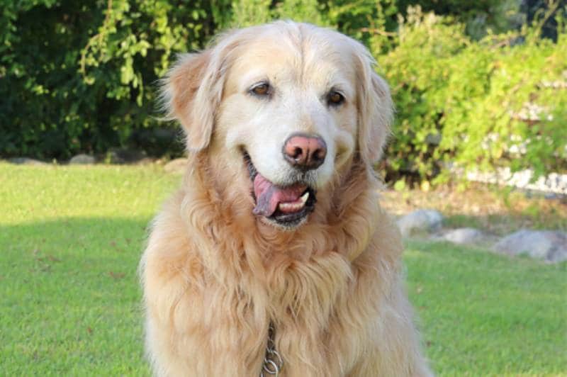 ハナとお散歩 ブログ管理人hanahana426さん登場 アイリスプラザ メディア