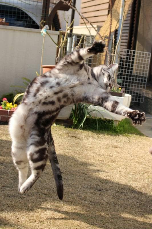 ブログ『にこにこ小次郎通信☆ニッカポッカをはいた猫』の小次郎くんに