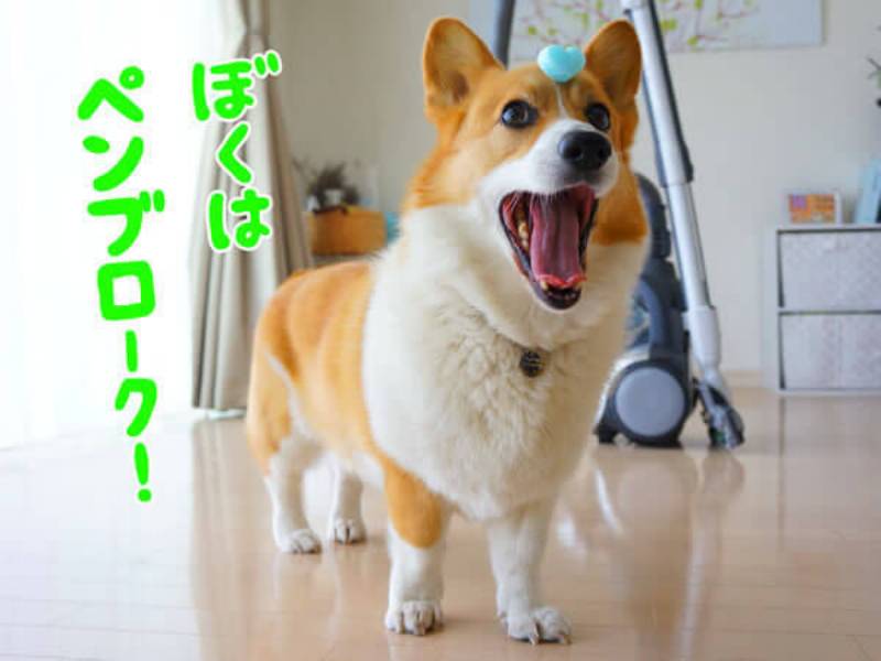 コーギーと小太郎のコト アイリスプラザ メディア