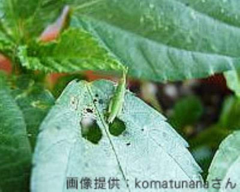 害虫 オンブバッタ アイリスプラザ メディア