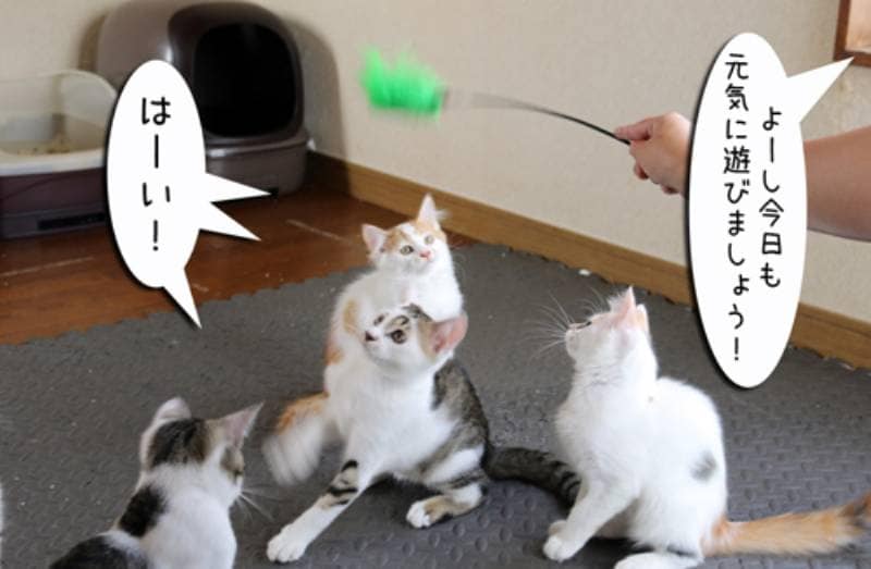 モカ子猫に怒られる ちゃとらとはちわれマンガ日記 アイリスプラザ メディア モカ子猫に怒られる ちゃとらとはちわれマンガ日記 アイリスプラザ メディア