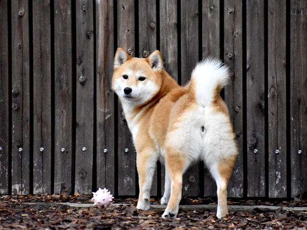 犬の肛門嚢炎 アイリスプラザ メディア