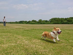 ウェルシュ コーギー ペンブロークを飼っている人気ブロガーさんにインタビュー アイリスプラザ メディア