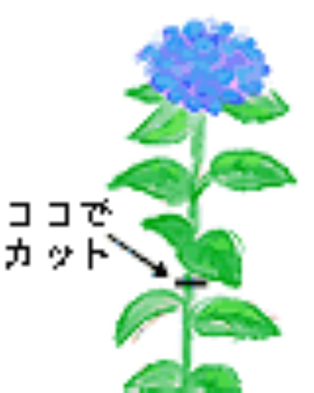 7月の作業 アジサイ 花が終わったら アイリスプラザ メディア