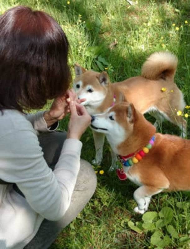 柴犬ひかりといちごと猫ミルキー 管理人 ぴろこさん登場 アイリスプラザ メディア