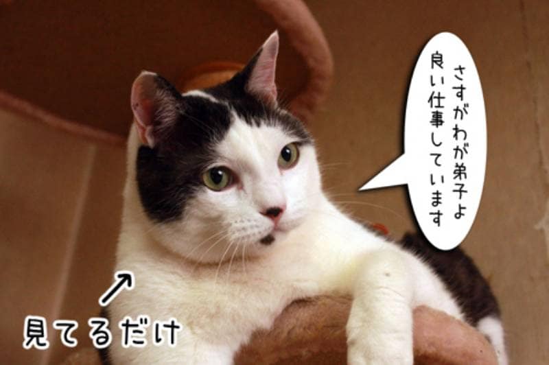 師匠と弟子 ちゃとらとはちわれマンガ日記 アイリスプラザ メディア