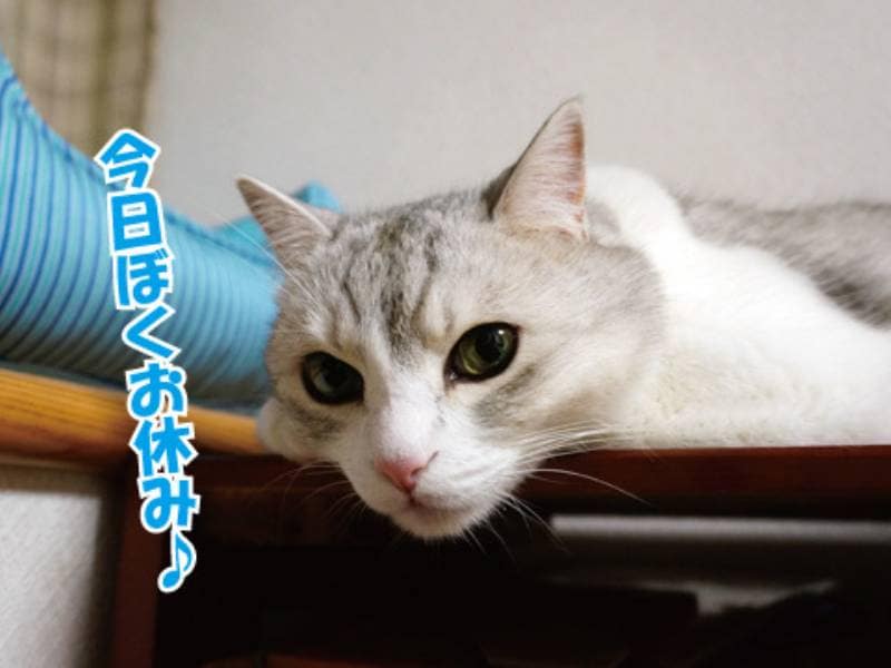 76 バスケットとてんちゃん アイリスプラザ メディア 76 バスケットとてんちゃん アイリスプラザ メディア