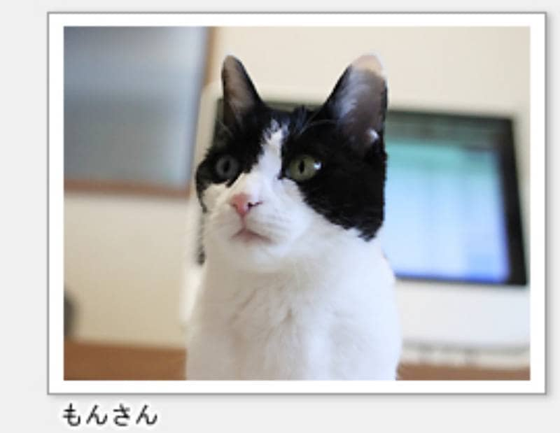 ブログ くるねこ大和 の猫ちゃんたちに聞きました アイリスプラザ メディア