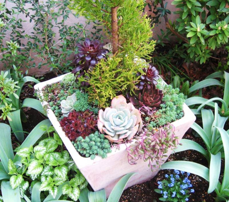 配色にこだわった 美しい庭を目指して#79 daisy & beeさん | アイリス