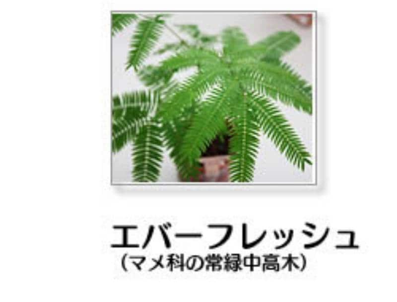 7月のテーマ ジュエリーボールで楽しむ寄せ植え アイリスプラザ メディア 7月のテーマ ジュエリーボールで楽しむ寄せ植え アイリスプラザ メディア