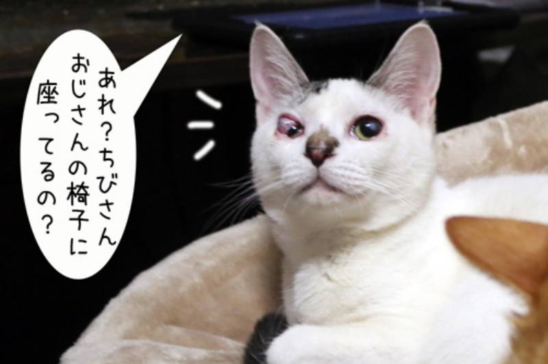 どかないよ ちゃとらとはちわれマンガ日記 アイリスプラザ メディア どかないよ ちゃとらとはちわれマンガ日記 アイリスプラザ メディア