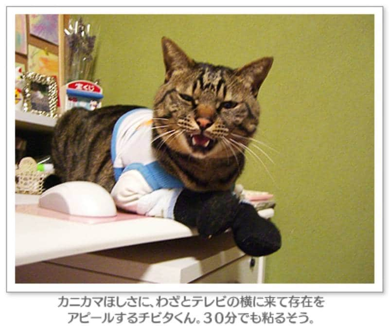 ブログ 両手のない猫 チビタと愉快な仲間たち のチビタくんに聞きました アイリスプラザ メディア