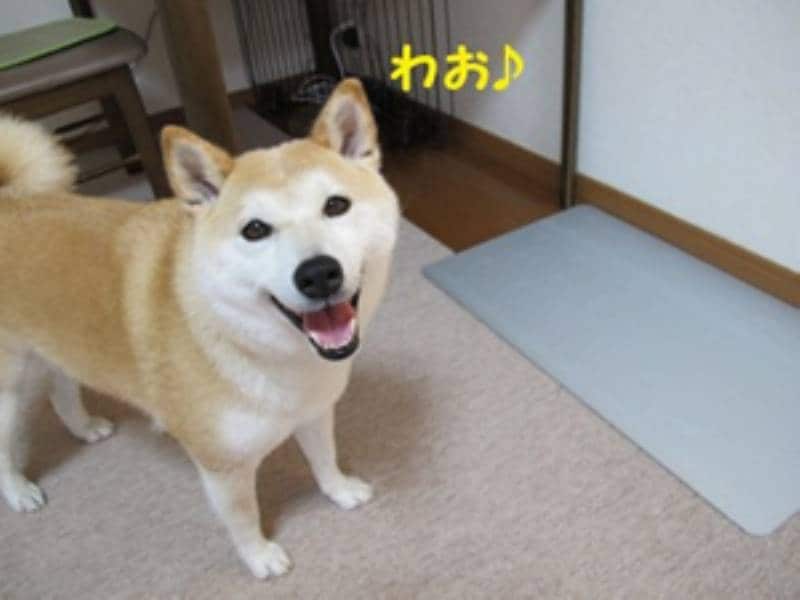 ひんやりアルミプレート 柴犬のチコチコ動画日記 チコママのアイリス商品吟味レポート アイリスプラザ メディア ひんやりアルミプレート 柴犬のチコチコ動画日記 チコママのアイリス商品吟味レポート アイリスプラザ メディア
