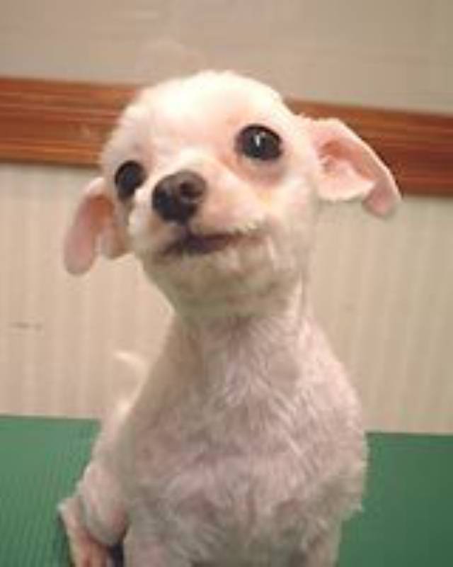 アロマテラピーとマッサージ その2 トリマーさんが教える犬のトリミング講座 アイリスプラザ メディア アロマテラピーとマッサージ その2 トリマーさんが教える犬のトリミング講座 アイリスプラザ メディア