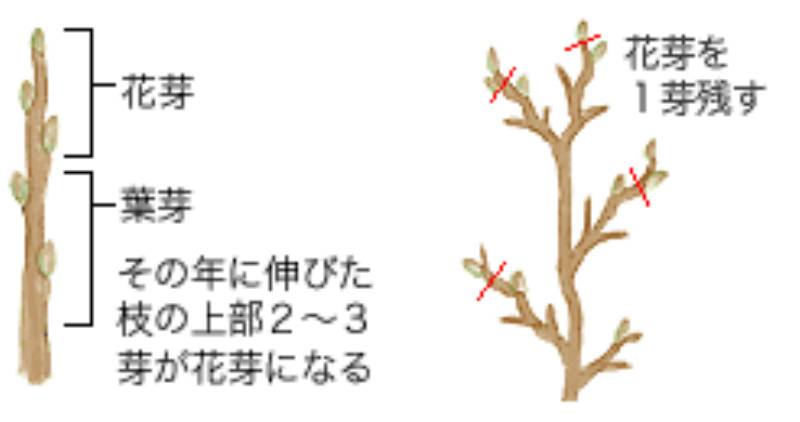 11月の作業 落葉樹の剪定 その1 アイリスプラザ メディア