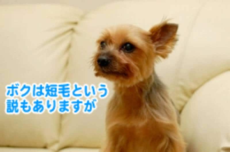 お湯の中の格闘 ついに飼い主が勝利 ペット用バスタブ アイリスプラザ メディア お湯の中の格闘 ついに飼い主が勝利 ペット用バスタブ アイリスプラザ メディア