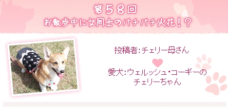 第58回 お散歩中に女同士のバチバチ火花 アイリスプラザ メディア 第58回 お散歩中に女同士のバチバチ火花 アイリスプラザ メディア