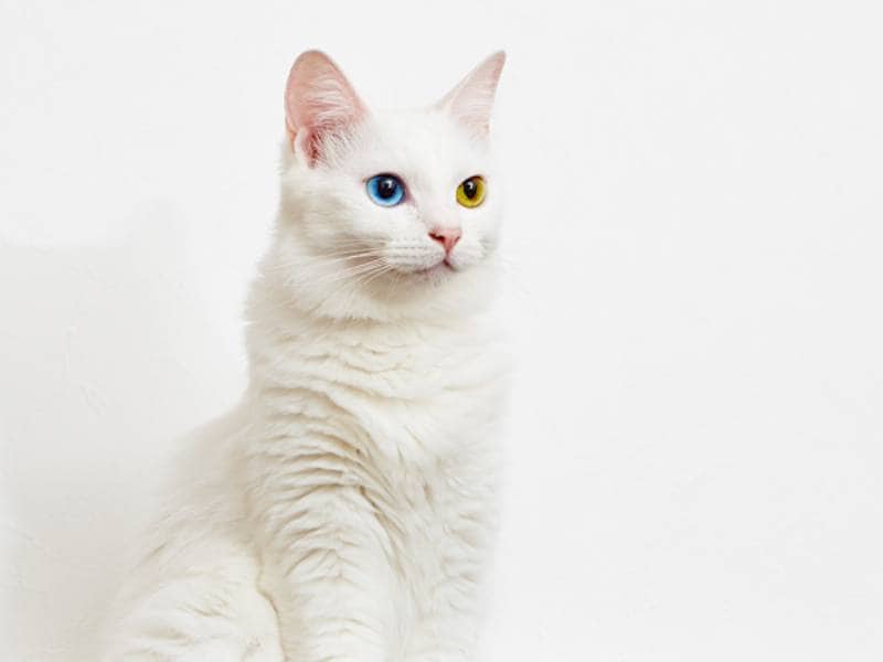ブログ きょうもホノぼの サバトラ ホノ 白猫 ぼの と飼い主の日常 のぼのちゃんに聞きました アイリスプラザ メディア