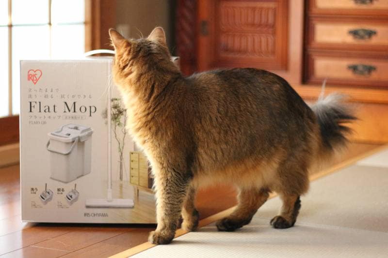 ねこモニっ 2 フラットモップをモニターレポート アイリスプラザ メディア