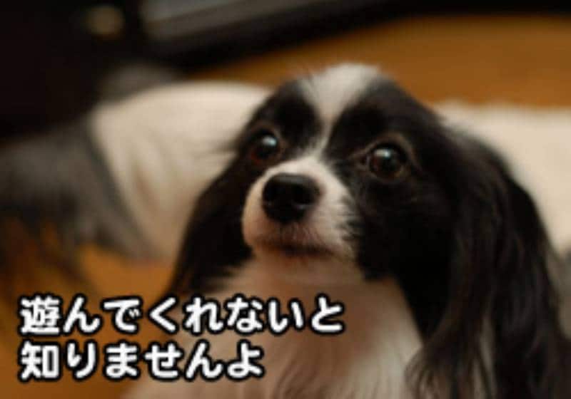 いたずらっ子ネネにピッタリのトイレ しつける犬トイレ アイリスプラザ メディア いたずらっ子ネネにピッタリのトイレ しつける犬トイレ アイリスプラザ メディア