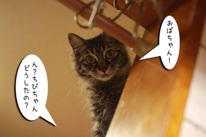 師匠と弟子 ちゃとらとはちわれマンガ日記 アイリスプラザ メディア 師匠と弟子 ちゃとらとはちわれマンガ日記 アイリスプラザ メディア