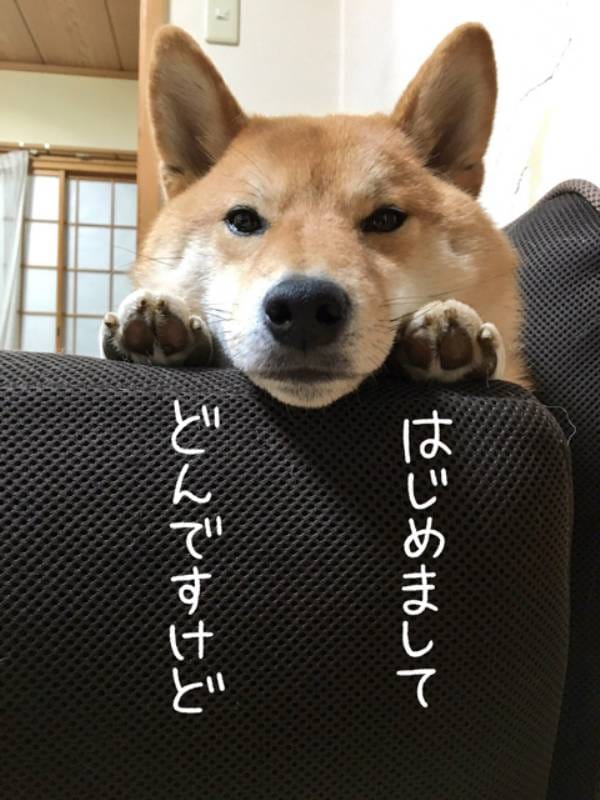 初めまして 柴犬どんぐりです アイリスプラザ メディア