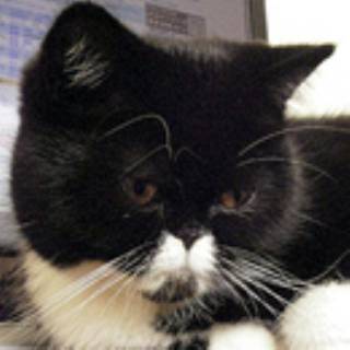 コビーとは 猫の種類 猫図鑑 アイリスプラザ メディア