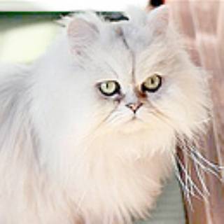 コビーとは 猫の種類 猫図鑑 アイリスプラザ メディア